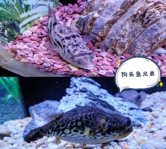 狗頭魚可以和龍魚混養(yǎng)嗎圖片大全高清