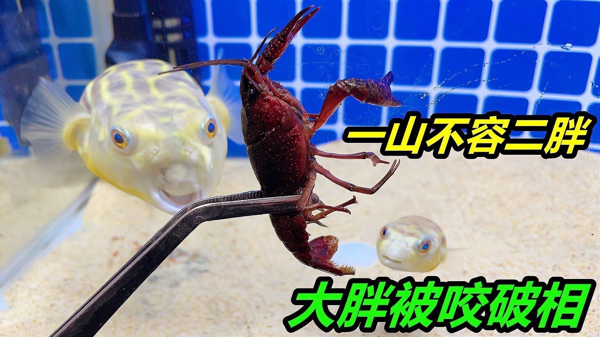 狗頭魚可以和龍魚混養(yǎng)嗎圖片大全高清