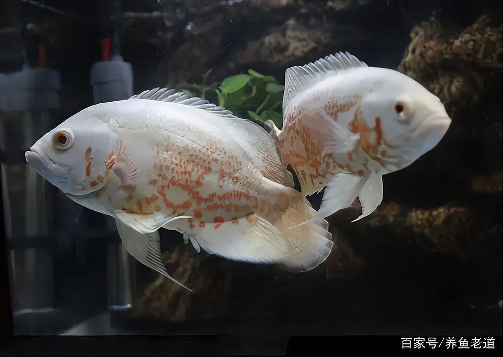 狗頭魚可以和龍魚混養(yǎng)嗎圖片大全高清