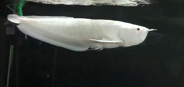 少見(jiàn)的白化觀賞魚(yú)，有的仙氣飄飄，有的不幸長(zhǎng)殘
