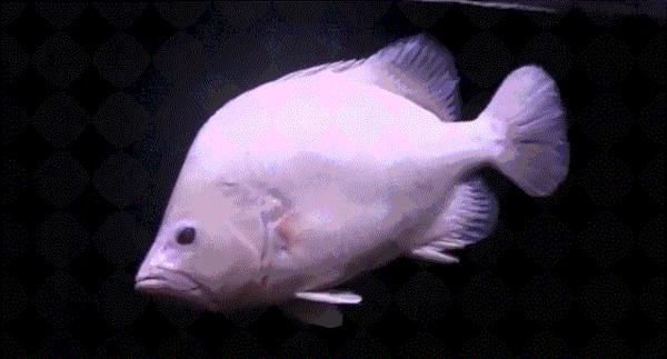 少見的白化觀賞魚，有的仙氣飄飄，有的不幸長殘