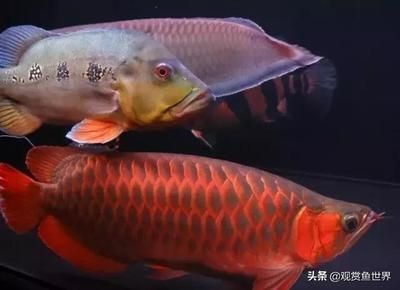 龍魚有冷水的品種嗎？（冷水龍魚有冷水的品種嗎？）