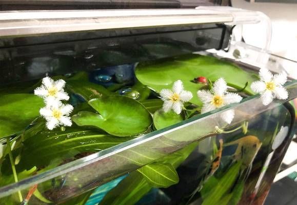 龍魚缸多久加一次鹽：龍魚缸加鹽的頻率取決于多種因素