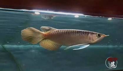 龍魚5號藥能控制蛋白蟲么：龍魚5號藥可以控制蛋白蟲嗎？