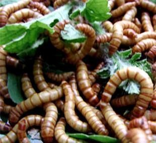 龍魚(yú)黃粉的作用（黃粉在養(yǎng)殖龍魚(yú)的過(guò)程中起到了重要的作用）