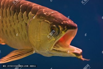 龍魚突然頭朝上尾朝下張大嘴巴怎么回事：龍魚突然頭朝上尾朝下張大嘴巴 龍魚突然頭朝上尾朝下張大嘴巴怎么回事：龍魚突然頭朝上尾朝下張大嘴巴 龍魚百科 第5張
