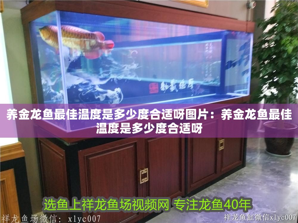 養金龍魚最佳溫度是多少度合適呀圖片：養金龍魚最佳溫度是多少度合適呀