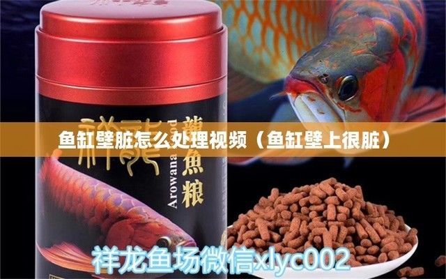 龍魚魚缸怎么清理污垢視頻（如何自制魚缸清潔劑）