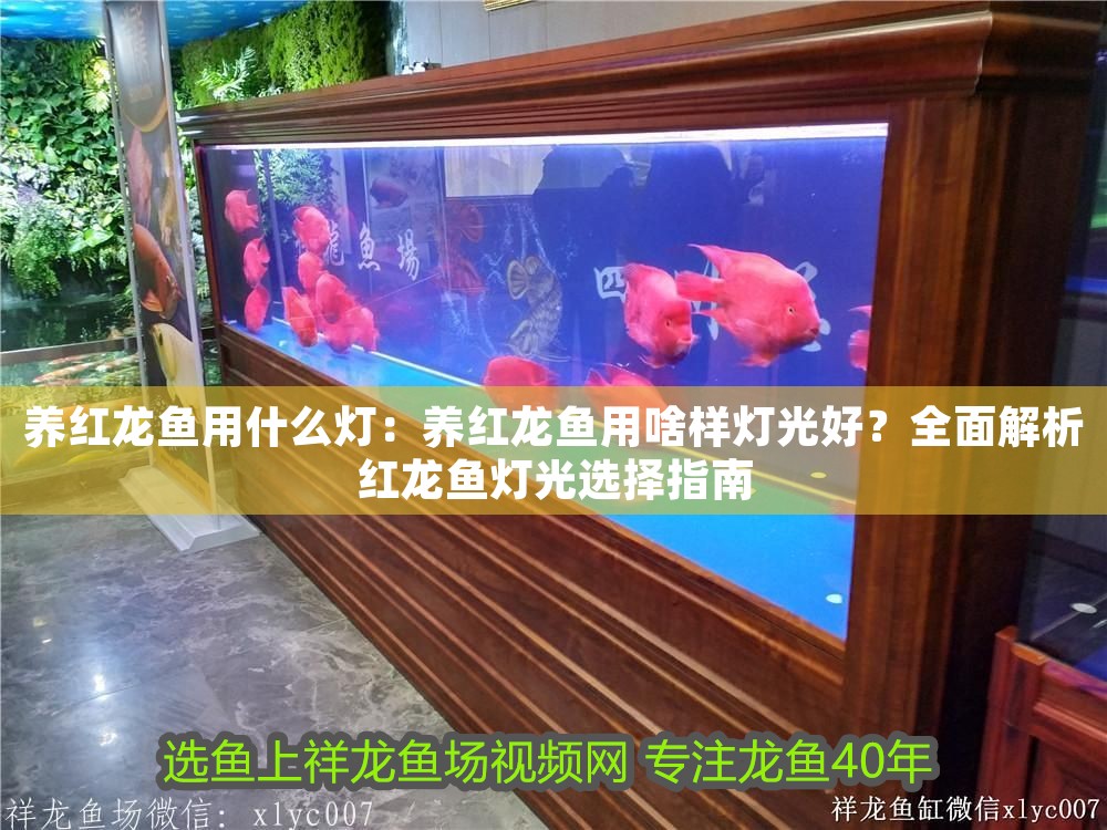 養(yǎng)紅龍魚(yú)用什么燈：養(yǎng)紅龍魚(yú)用啥樣燈光好？全面解析紅龍魚(yú)燈光選擇指南