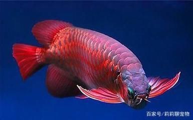 紅龍魚多久能完全變紅：紅龍魚完全變紅的時間 紅龍魚多久能完全變紅：紅龍魚完全變紅的時間 龍魚百科 第3張