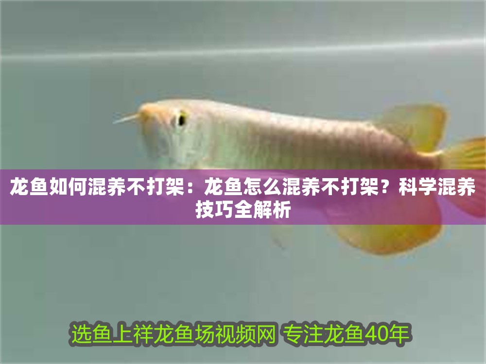 龍魚如何混養不打架：龍魚怎么混養不打架？科學混養技巧全解析