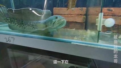 龍魚只吃蝦肉怎么辦：龍魚只吃蝦肉不吃其他食物怎么辦 龍魚只吃蝦肉怎么辦：龍魚只吃蝦肉不吃其他食物怎么辦 龍魚百科 第2張