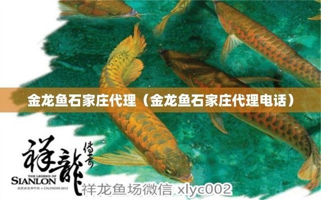 石家莊紅龍魚種植基地（石家莊有紅龍魚種植基地嗎？）