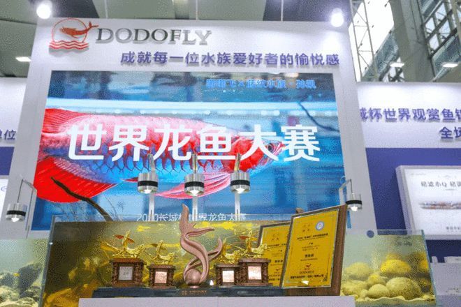 龍魚濾材推薦品牌有哪些：龍魚濾材品牌性價比對比龍魚濾材的日常維護技巧