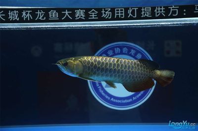 2023長城杯龍魚事故：2023長城杯世界龍魚錦標(biāo)賽