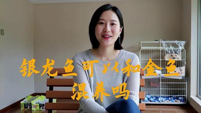 銀龍魚應(yīng)該怎么養(yǎng)活呢