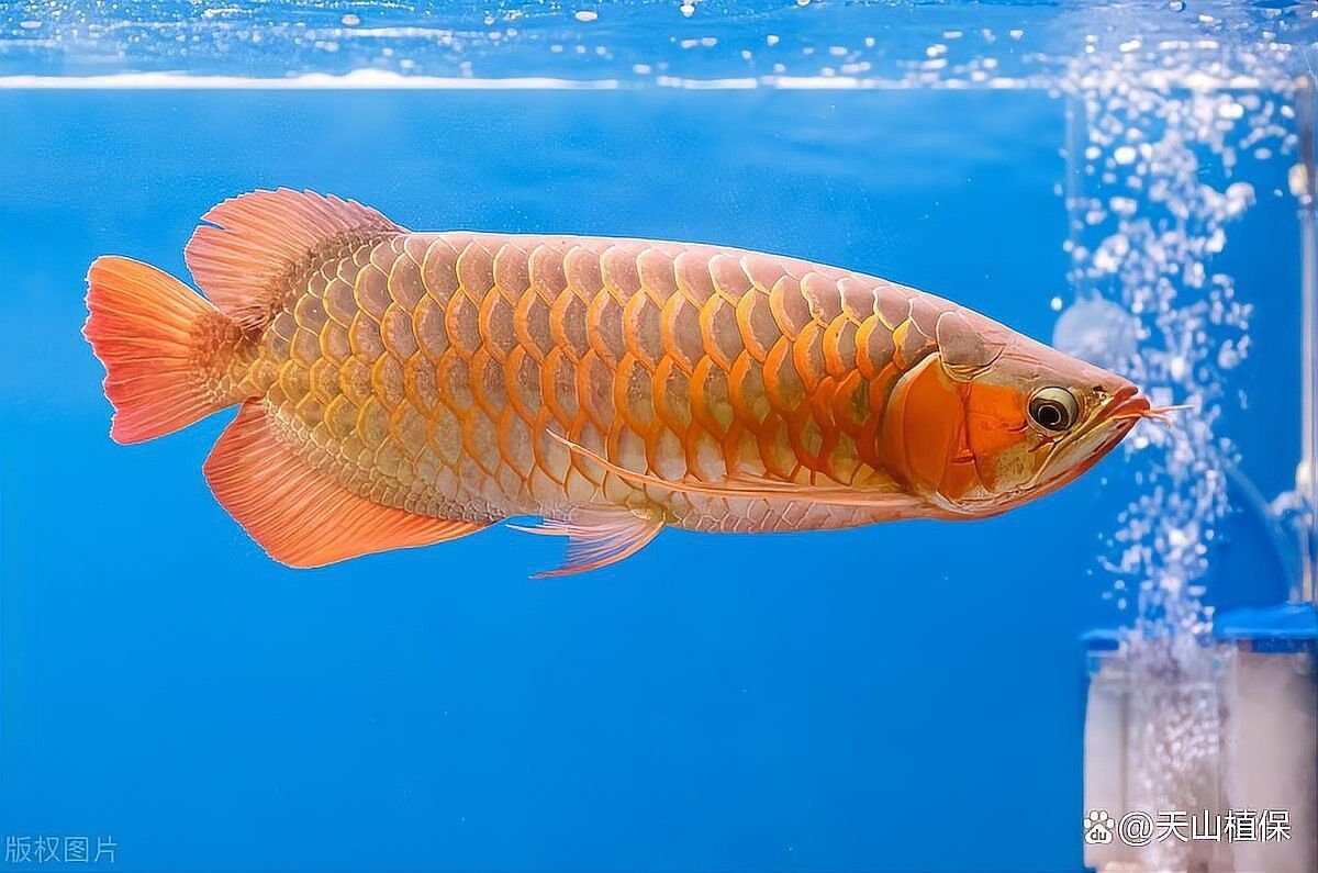 銀龍魚應(yīng)該怎么養(yǎng)活呢