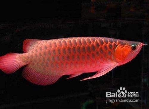 紅龍魚吃食嚼不爛怎么回事兒（紅龍魚吃食嚼不爛可能由以下幾個原因引起：原因解釋）