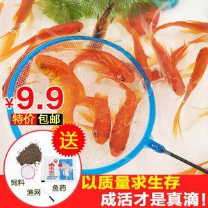 龍魚吃的活魚怎么處理：如何處理龍魚吃的活魚