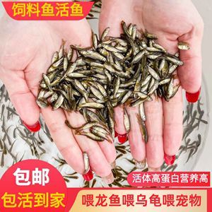 龍魚吃的活魚怎么處理：如何處理龍魚吃的活魚