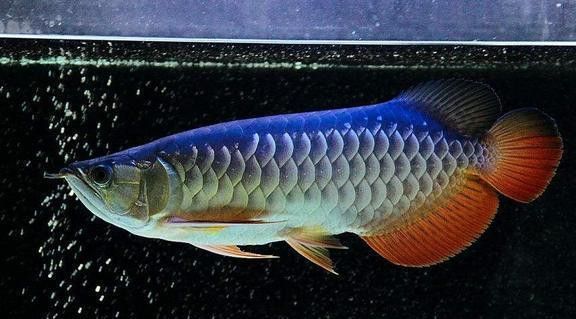 大金萬(wàn)龍魚