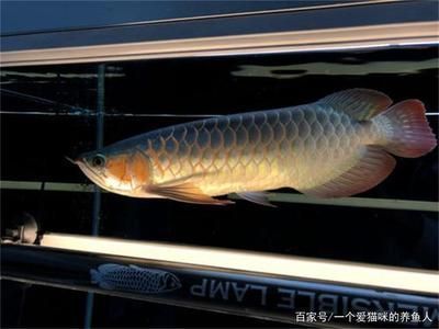 龍魚開燈最佳時間是幾點鐘：龍魚發色燈的選擇技巧 龍魚開燈最佳時間是幾點鐘：龍魚發色燈的選擇技巧 龍魚百科 第3張