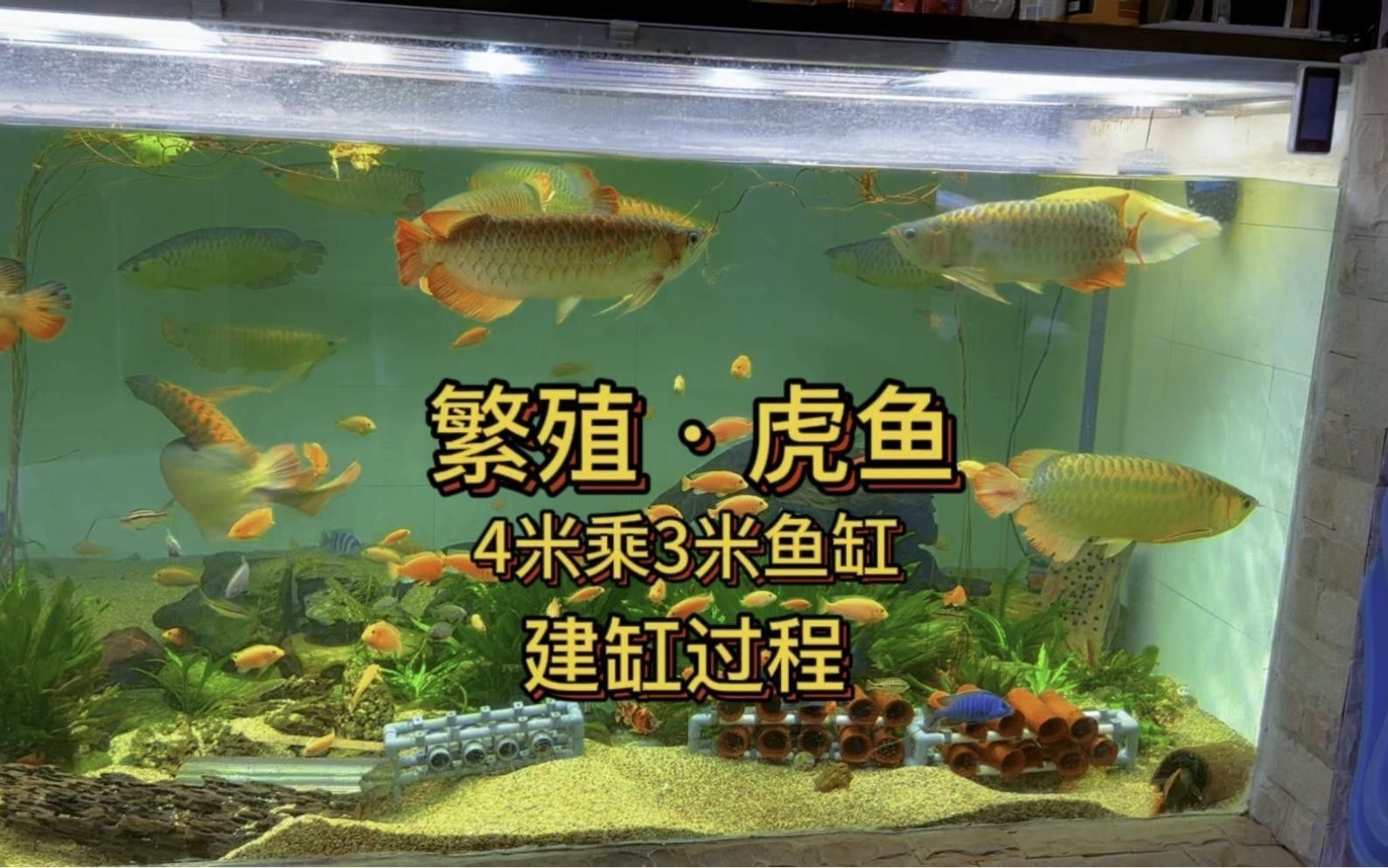 如何提高原生龍魚繁殖成功率？