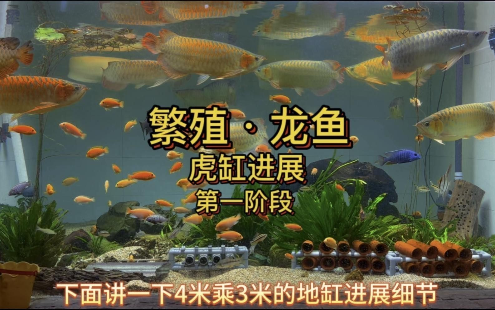 如何提高原生龍魚繁殖成功率？