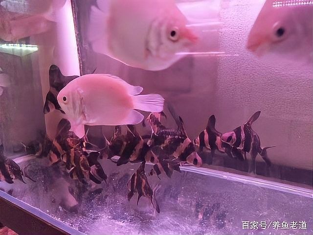 龍魚(yú)拉黃便怎么回事
