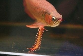 龍魚拉黃便怎么回事