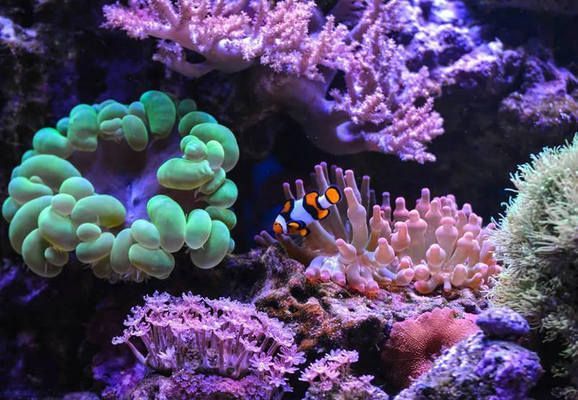 龍魚(yú)缸放珊瑚骨對(duì)水質(zhì)的影響:珊瑚骨對(duì)水質(zhì)的影響 龍魚(yú)百科 第3張 龍魚(yú)缸放珊瑚骨對(duì)水質(zhì)的影響:珊瑚骨對(duì)水質(zhì)的影響 龍魚(yú)缸放珊瑚骨對(duì)水質(zhì)的影響:珊瑚骨對(duì)水質(zhì)的影響 龍魚(yú)百科 第3張