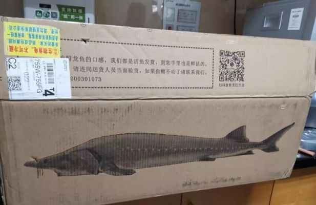 龍魚翻腮怎么治療最好：快遞運輸龍魚可以放多久