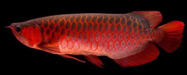 買紅龍魚去什么地方買（紅龍魚養殖技術分享紅龍魚養殖技術分享紅龍魚品種鑒別技巧）