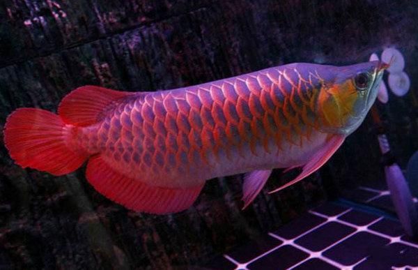 紅龍魚血統（紅龍魚的血統排行）