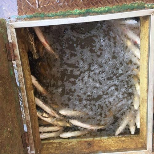 龍魚麻醉運(yùn)輸方法有哪些圖片