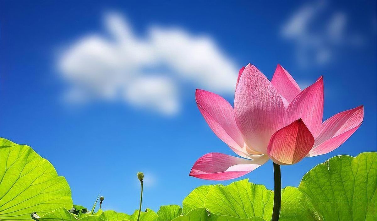 金虎最怕的5種東西