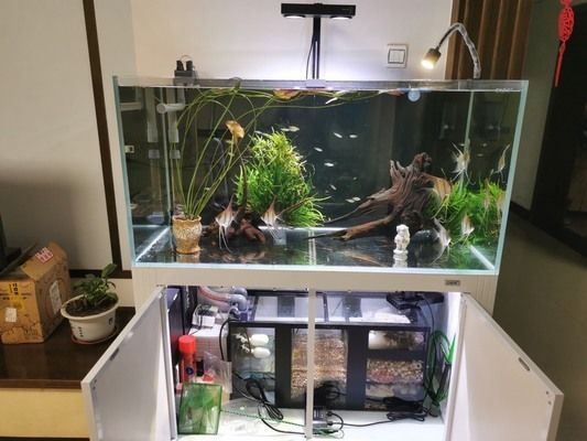 彩蝶埃及缸可以養龍魚嗎視頻：關于彩蝶埃及缸養龍魚的問題