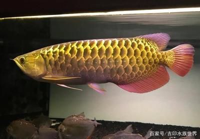 龍魚只吃大麥蟲：為什么龍魚只吃大麥蟲 龍魚只吃大麥蟲：為什么龍魚只吃大麥蟲 龍魚百科 第3張