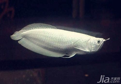 如何判斷白金龍魚是否純種？ 如何判斷白金龍魚是否純種？ 龍魚百科 第1張