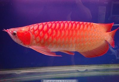紅金龍魚多少錢一條才能買到正品（紅金龍魚價格、批發報價、價格大全） 紅金龍魚多少錢一條才能買到正品（紅金龍魚價格、批發報價、價格大全） 龍魚百科 第2張