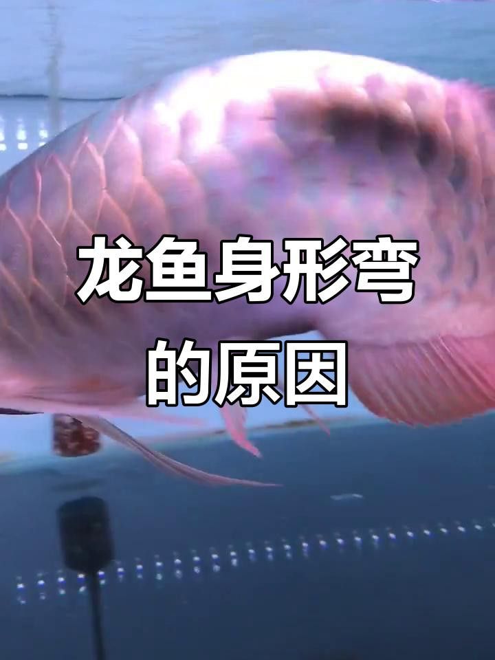 龍魚身體彎曲需要多久才能恢復？