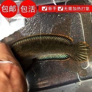 龍魚缸多寬最好養：龍魚養殖技術——龍魚的打氧管理 龍魚缸多寬最好養：龍魚養殖技術——龍魚的打氧管理 龍魚百科 第8張