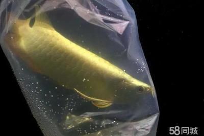 龍魚缸多寬最好養：龍魚養殖技術——龍魚的打氧管理 龍魚缸多寬最好養：龍魚養殖技術——龍魚的打氧管理 龍魚百科 第9張