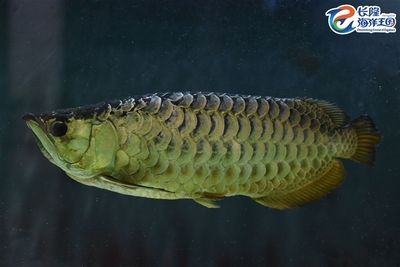 龍魚是不是保護動物之一：sinipercachuatsi龍魚風水寓意解析