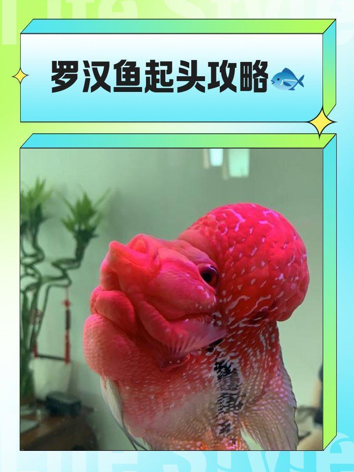 羅漢魚進貨最簡單三個步驟