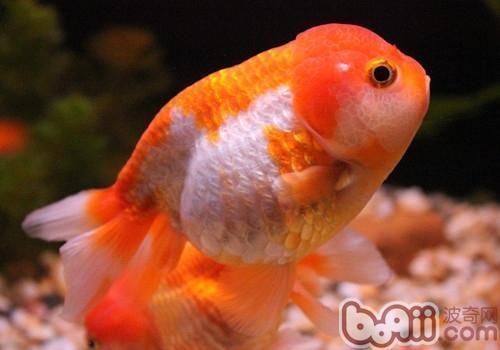 金龍魚浮頭怎樣快速治療：金龍魚浮頭怎樣快速治療金龍魚浮頭怎樣快速治療 金龍魚浮頭怎樣快速治療：金龍魚浮頭怎樣快速治療金龍魚浮頭怎樣快速治療 龍魚百科 第2張