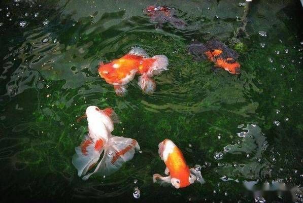 金龍魚浮頭怎樣快速治療：金龍魚浮頭怎樣快速治療金龍魚浮頭怎樣快速治療 金龍魚浮頭怎樣快速治療：金龍魚浮頭怎樣快速治療金龍魚浮頭怎樣快速治療 龍魚百科 第3張