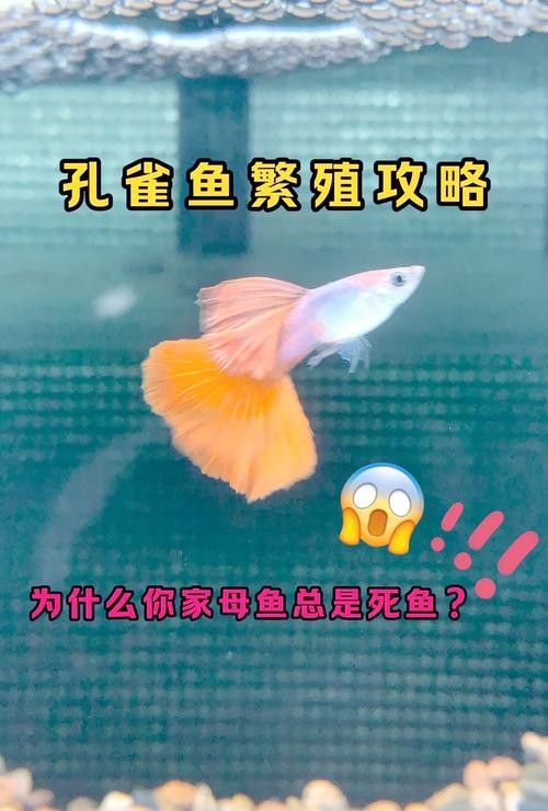 龍魚可以和孔雀魚混養嗎圖片欣賞