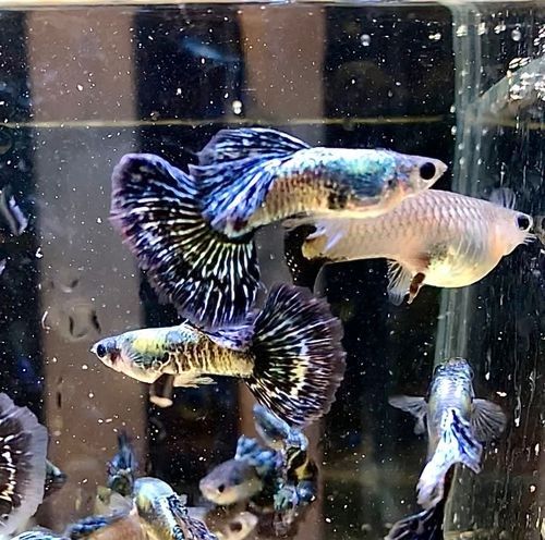 龍魚可以和孔雀魚混養嗎圖片欣賞