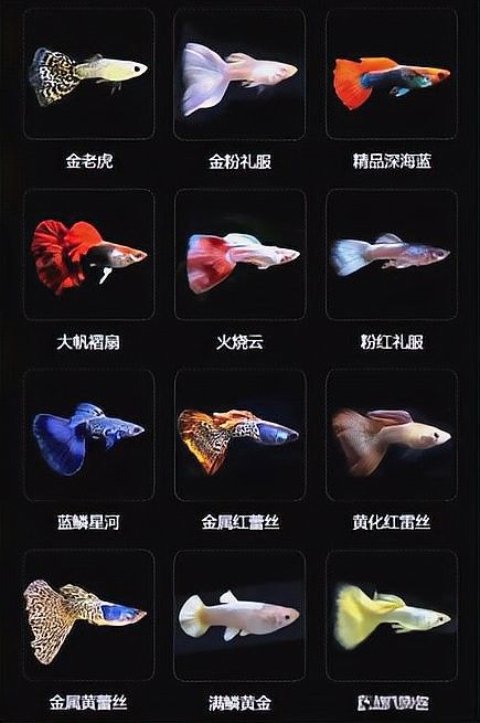 龍魚可以和孔雀魚混養嗎圖片欣賞
